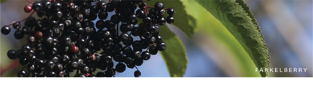 Farkleberry