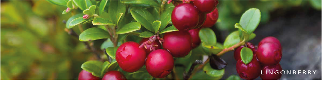Lingonberry