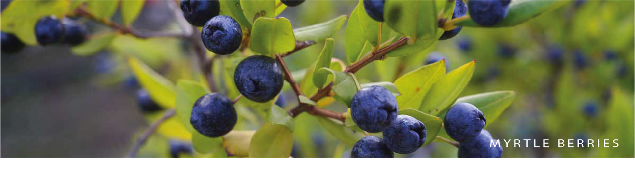 Myrtle berries